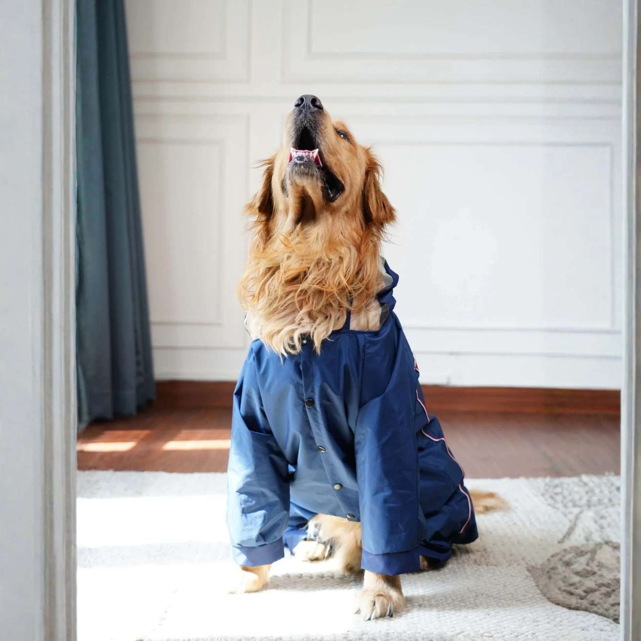 Dog Raincoat with Transparent Hood | Lightweight Rain Jacket