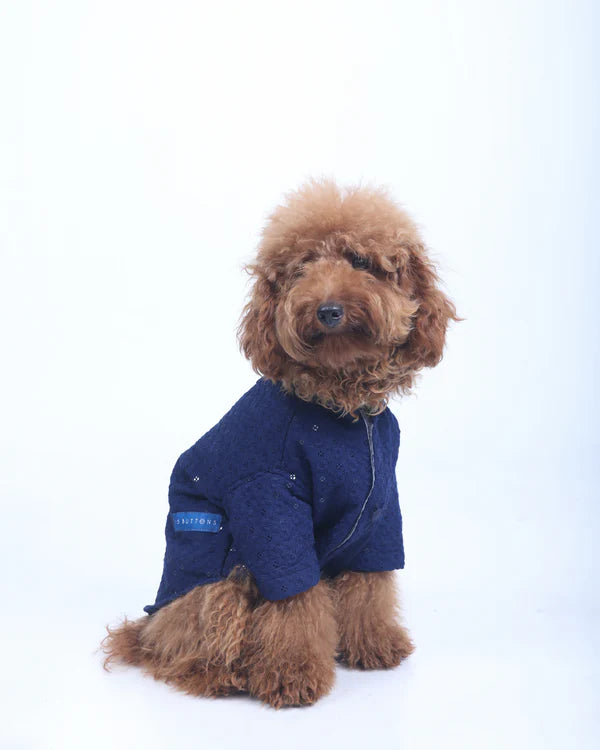 Royal Blue Dog Sherwani