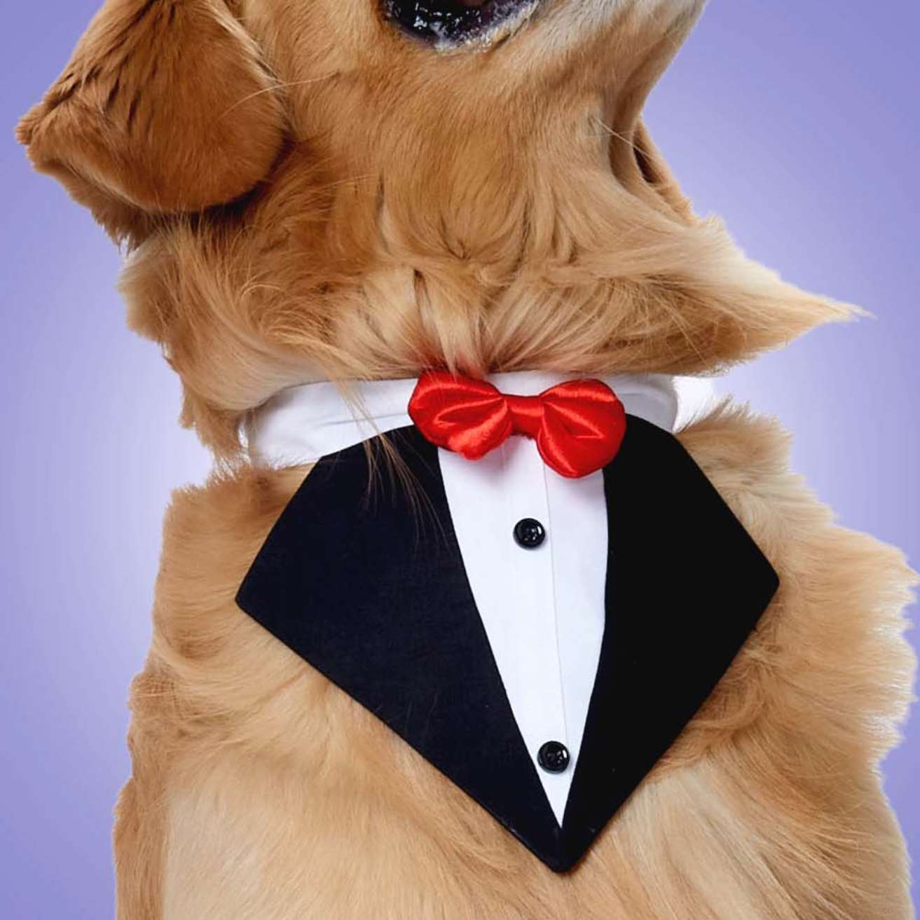 Black Tux Bandana – Stylish & Elegant Pet Accessory