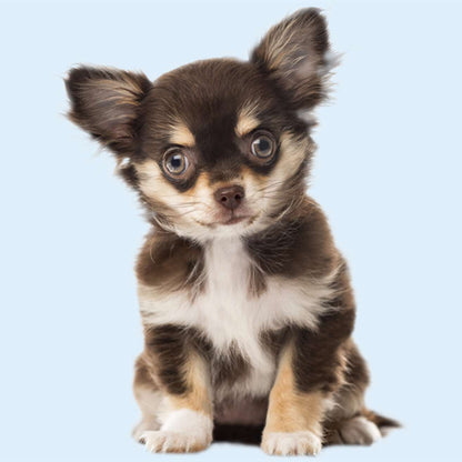 Chihuahua Puppy