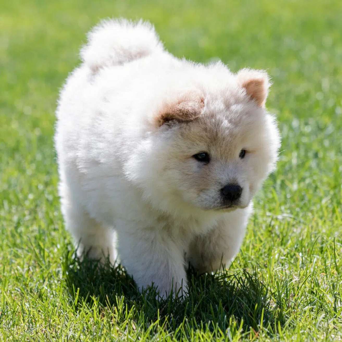 Chow Chow Puppy