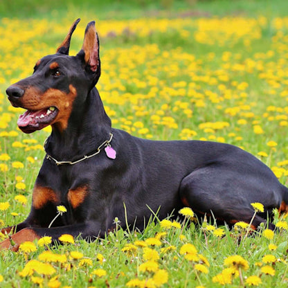 Dobermann Puppy