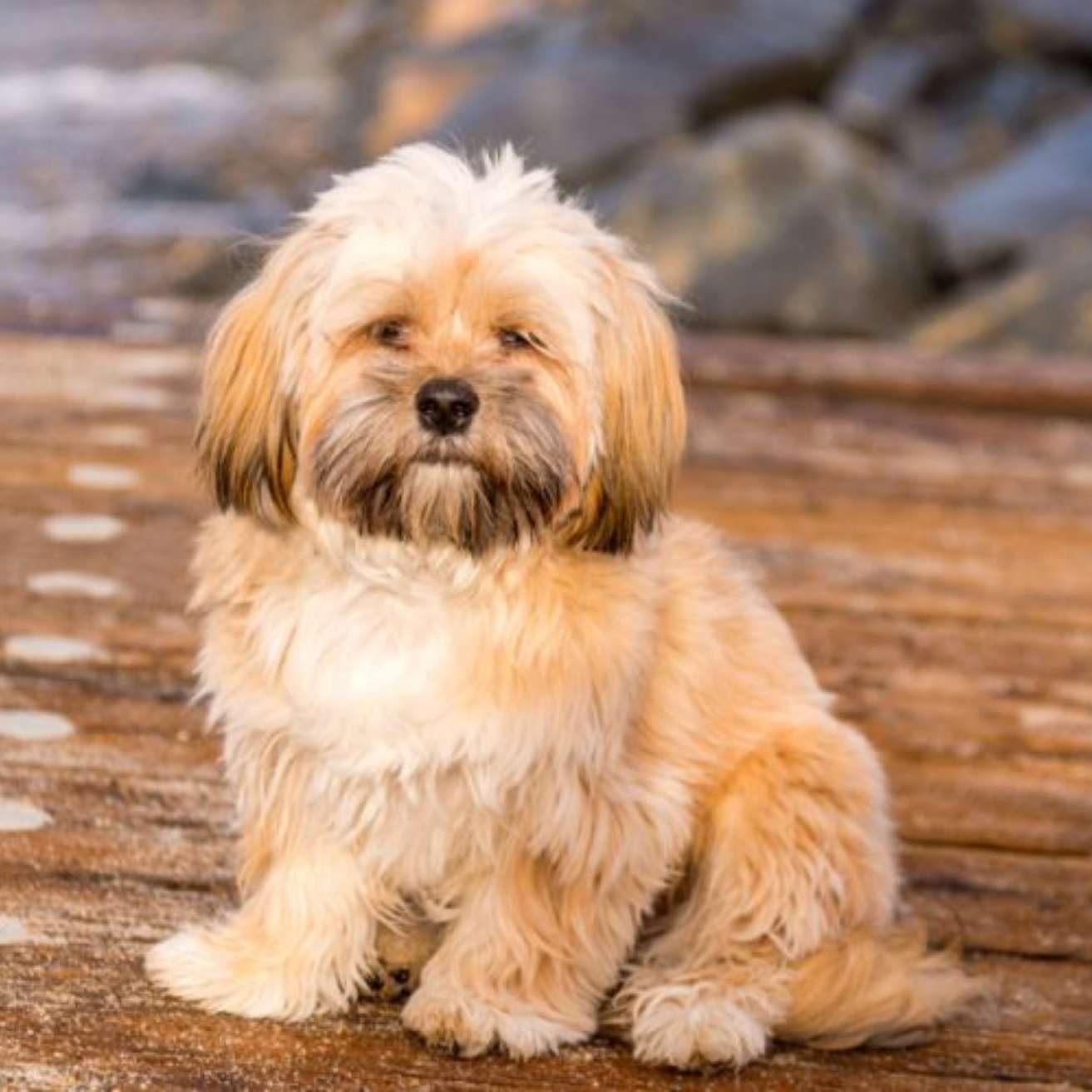 Lhasa Apso Puppy