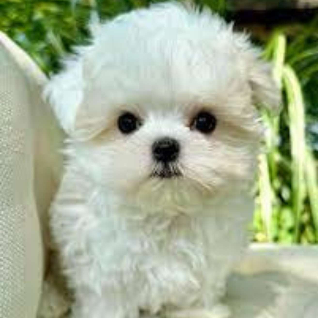 Maltese Puppy