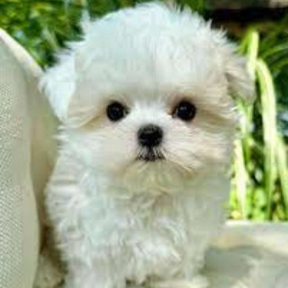 Maltese Puppy