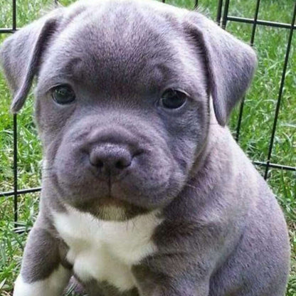 Pit Bull Puppy