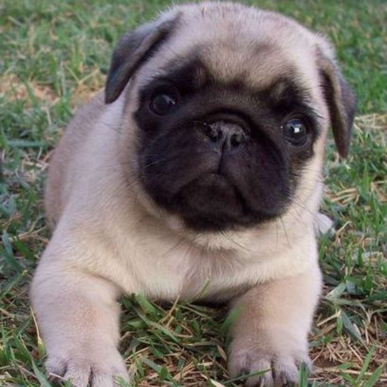 Pug Puppy