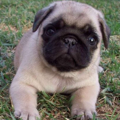 Pug Puppy