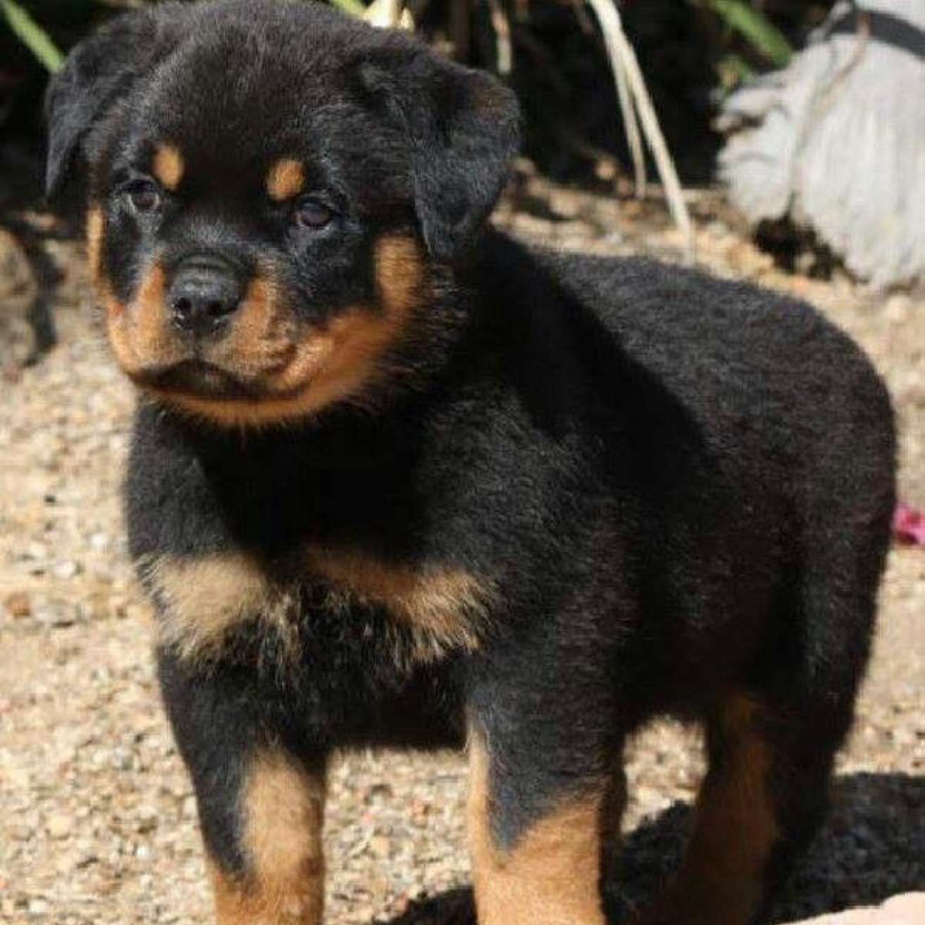 Rottweiler Puppy
