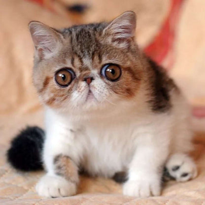 Exotic Shorthair Kitten