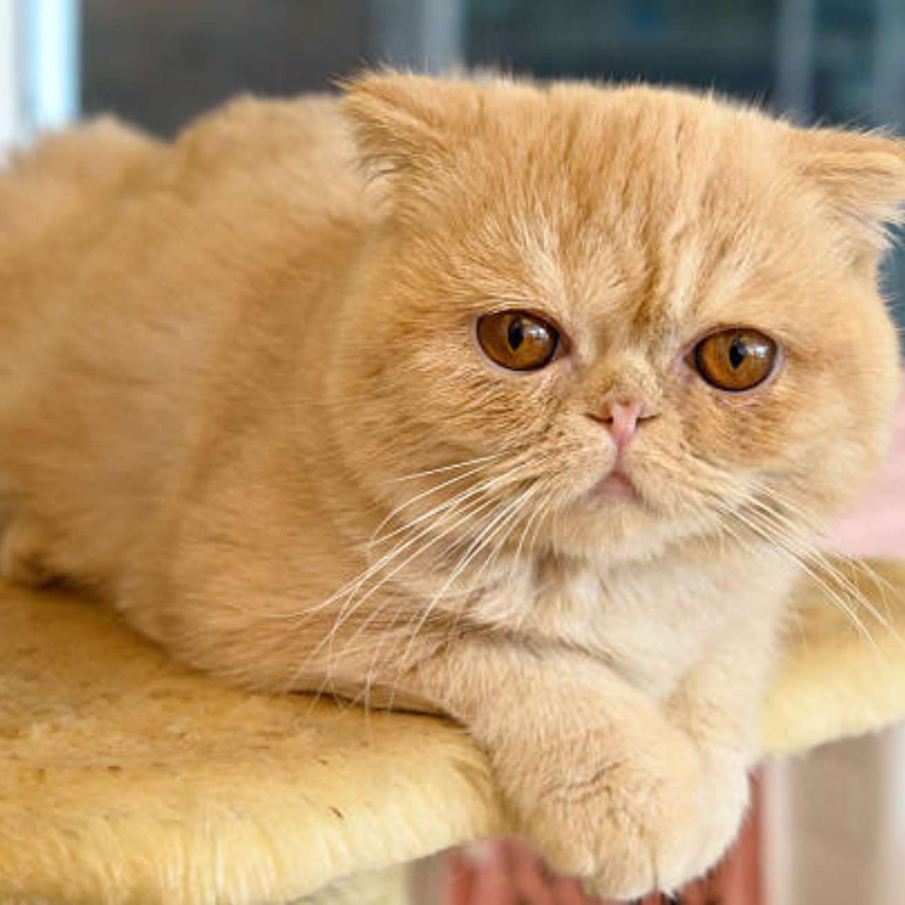 Exotic Shorthair Kitten