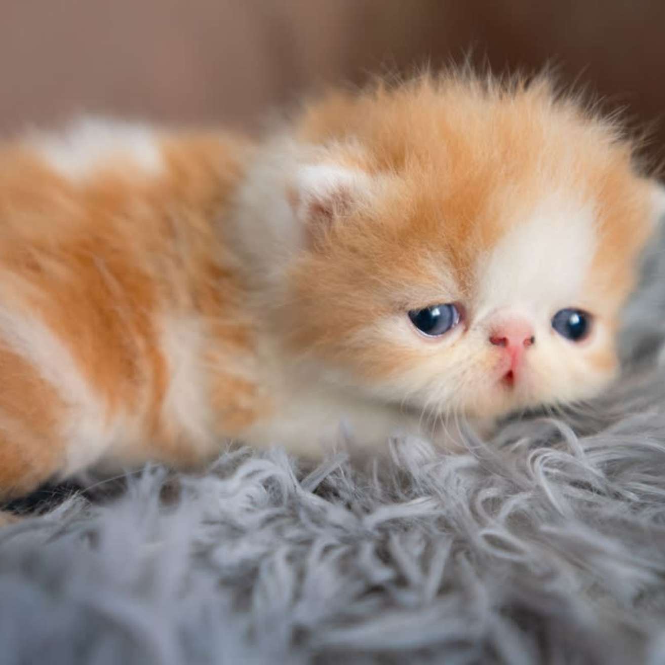 Exotic Shorthair Kitten