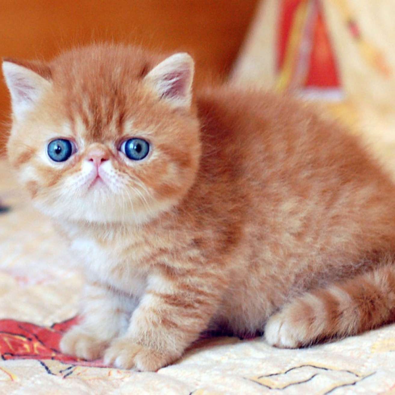 Exotic Shorthair Kitten