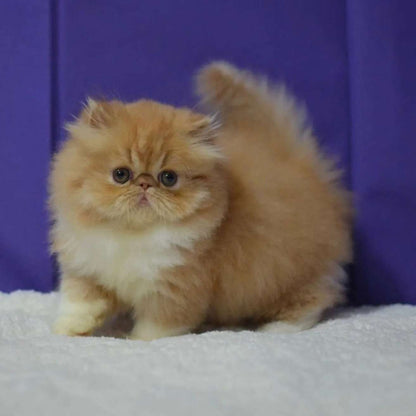 Extreme Punch Kitten