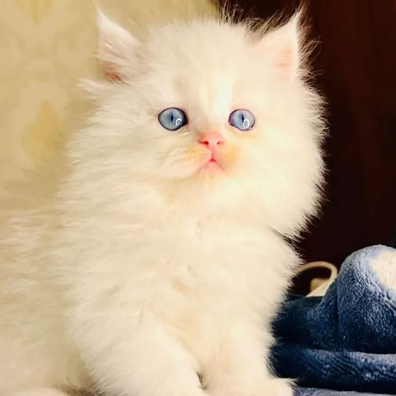 Extreme Punch Kitten