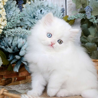 Extreme Punch Kitten