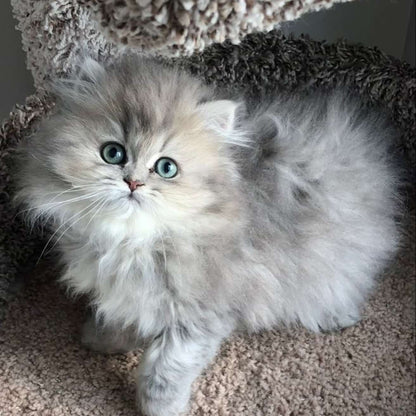 Extreme Punch Kitten