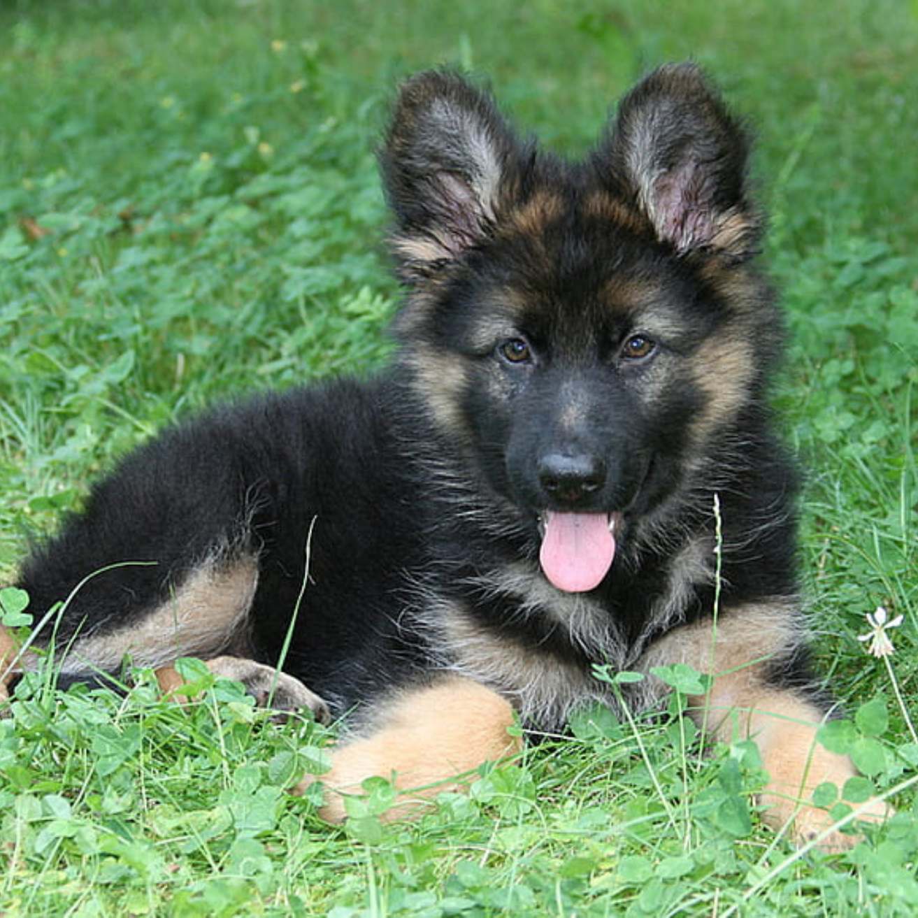 German Shepherd Puppy