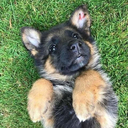 German Shepherd Puppy