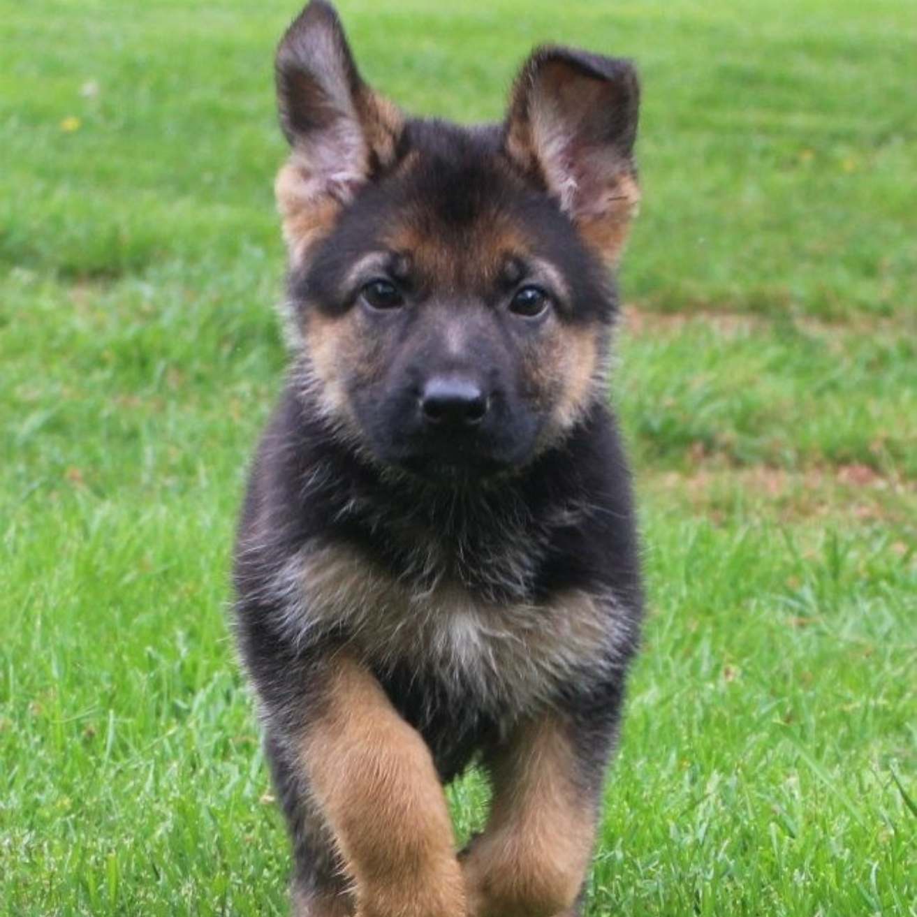 German Shepherd Puppy