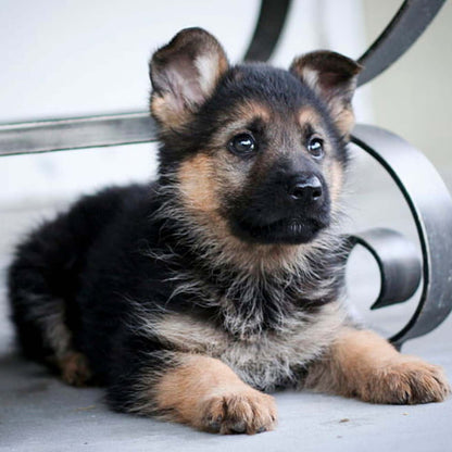 German Shepherd Puppy