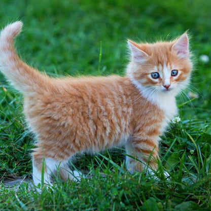 Ginger Kitten