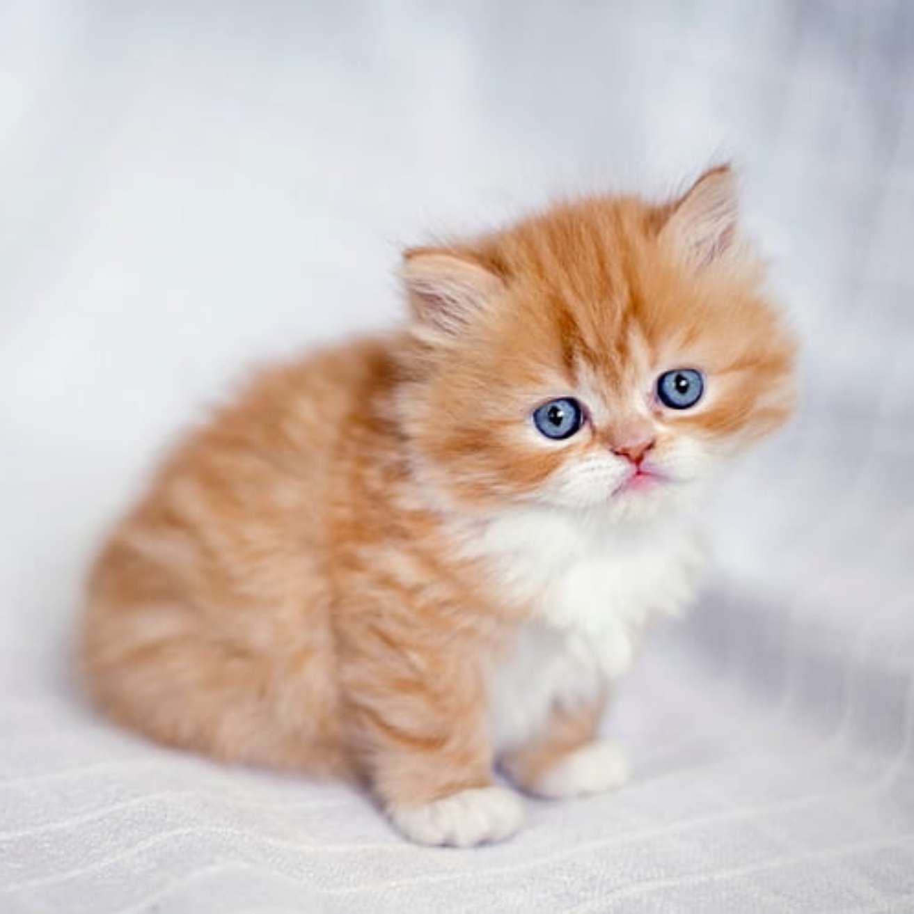 Ginger Kitten