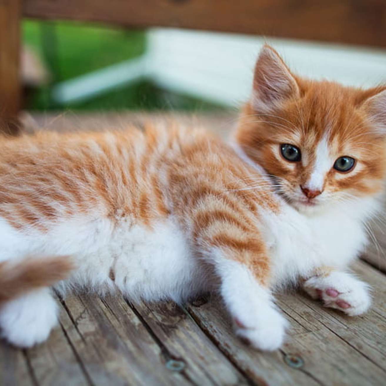 Ginger Kitten