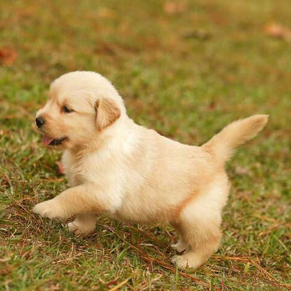 Golden Retriever Puppy