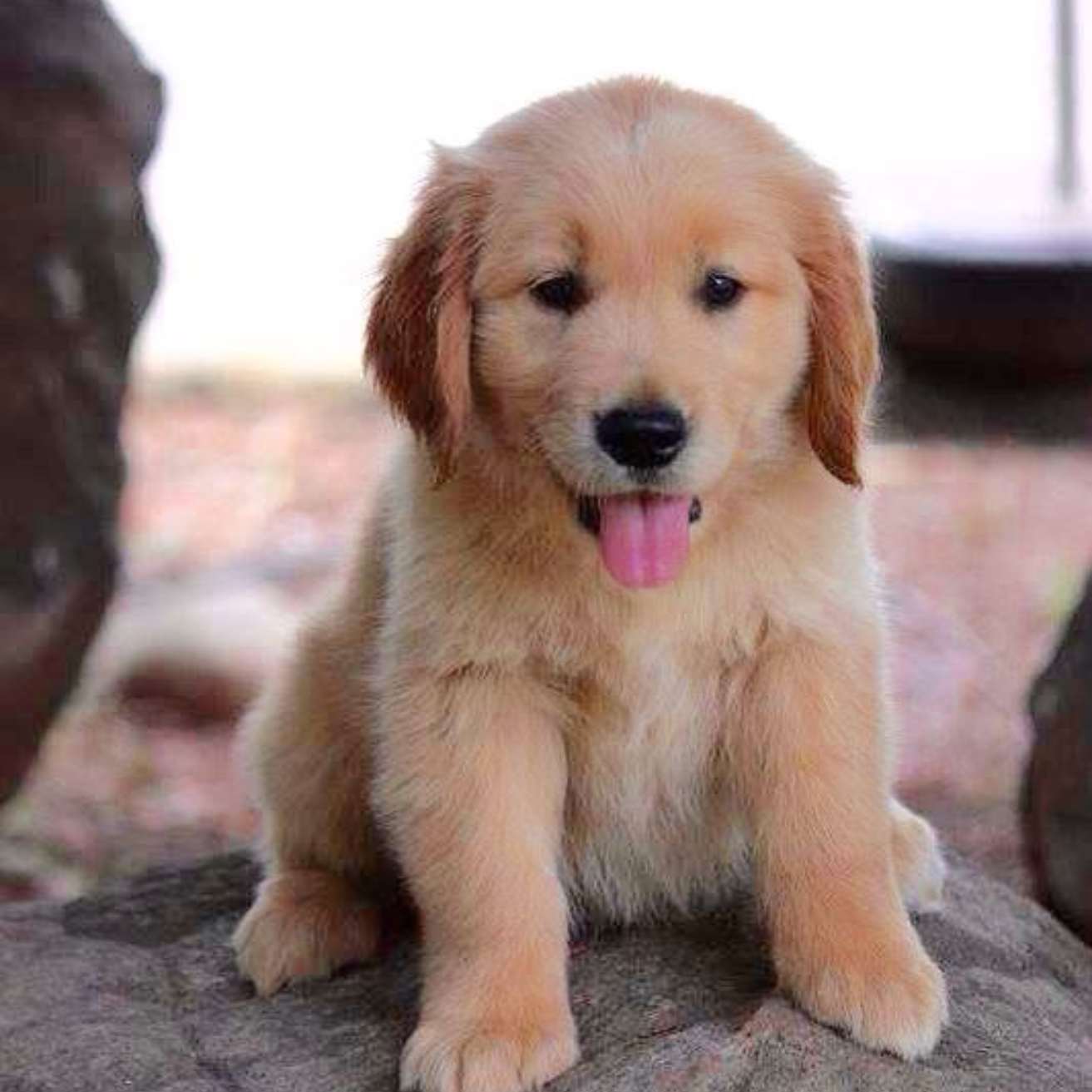 Golden Retriever Puppy
