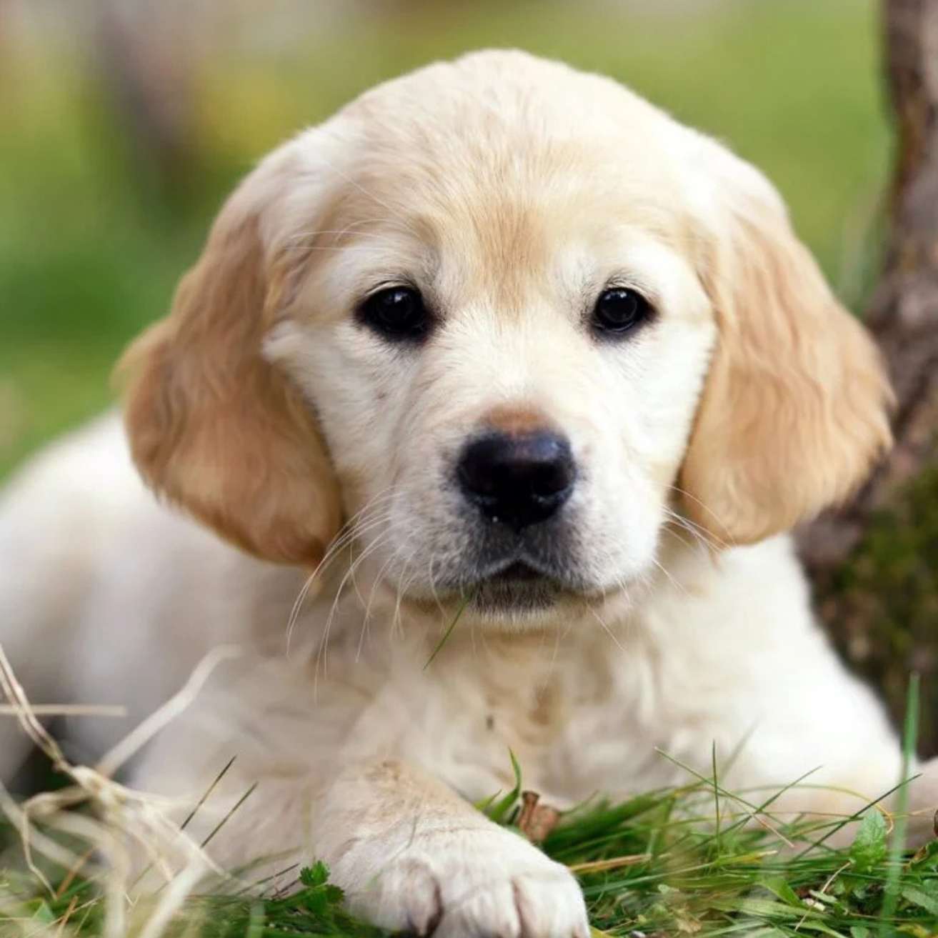 Golden Retriever Puppy