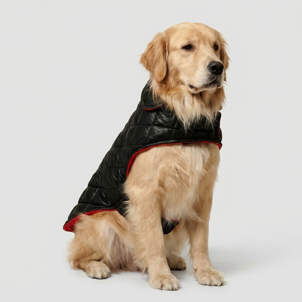 Black Luxe Quilted Pet Jacket with Red Collar | Stylish Winter Coat