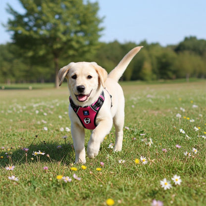 HANK 3M Reflective No Pull Dog Harness | Pink
