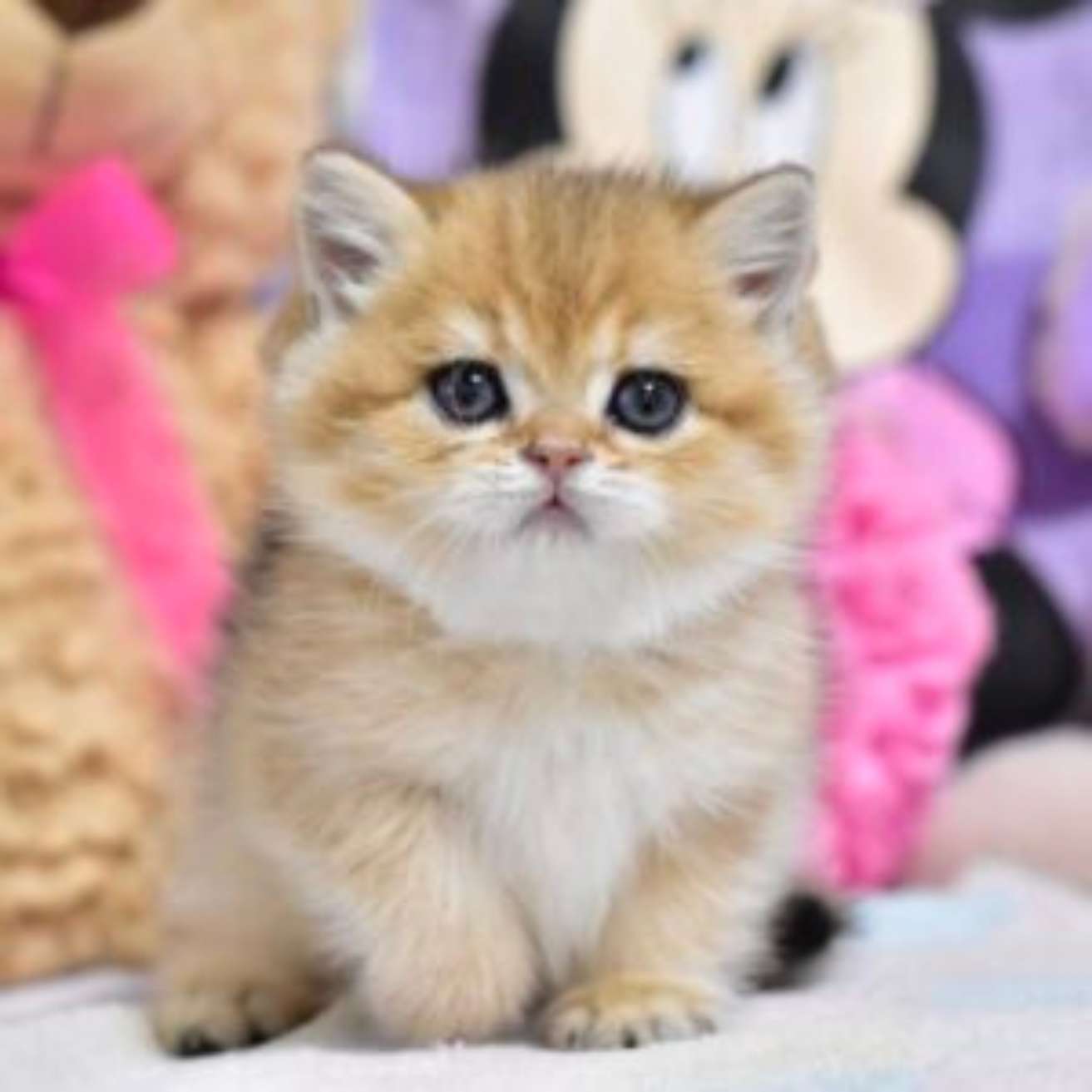 Import British Shorthair Kitten