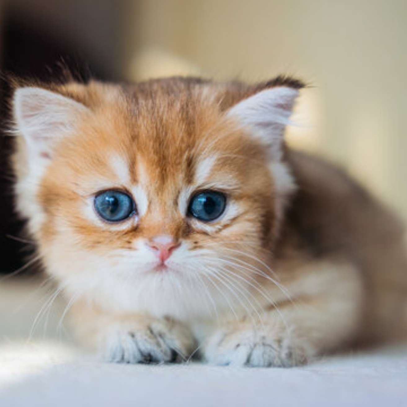 Import British Shorthair Kitten