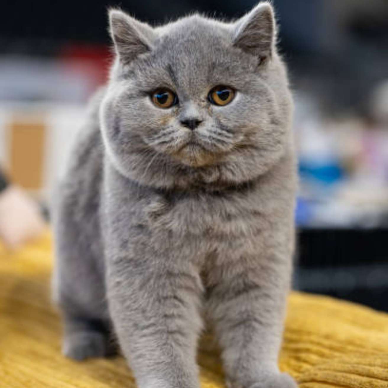 Import British Shorthair Kitten