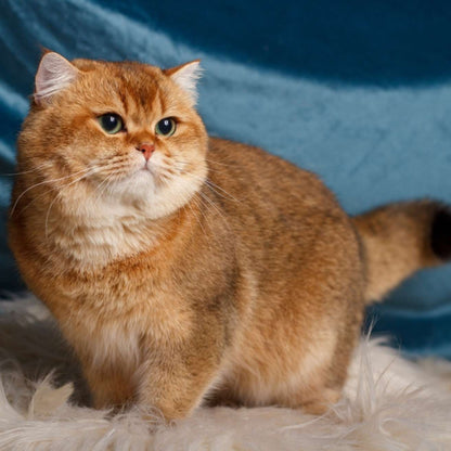 Import British Shorthair Kitten