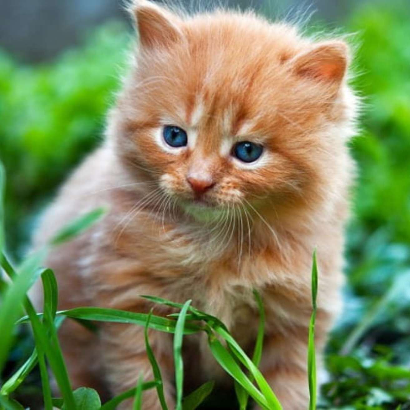 Ginger Kitten