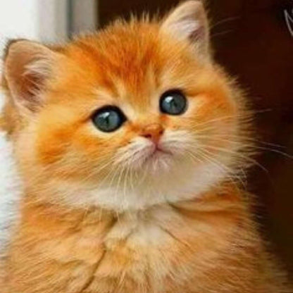 Ginger Kitten