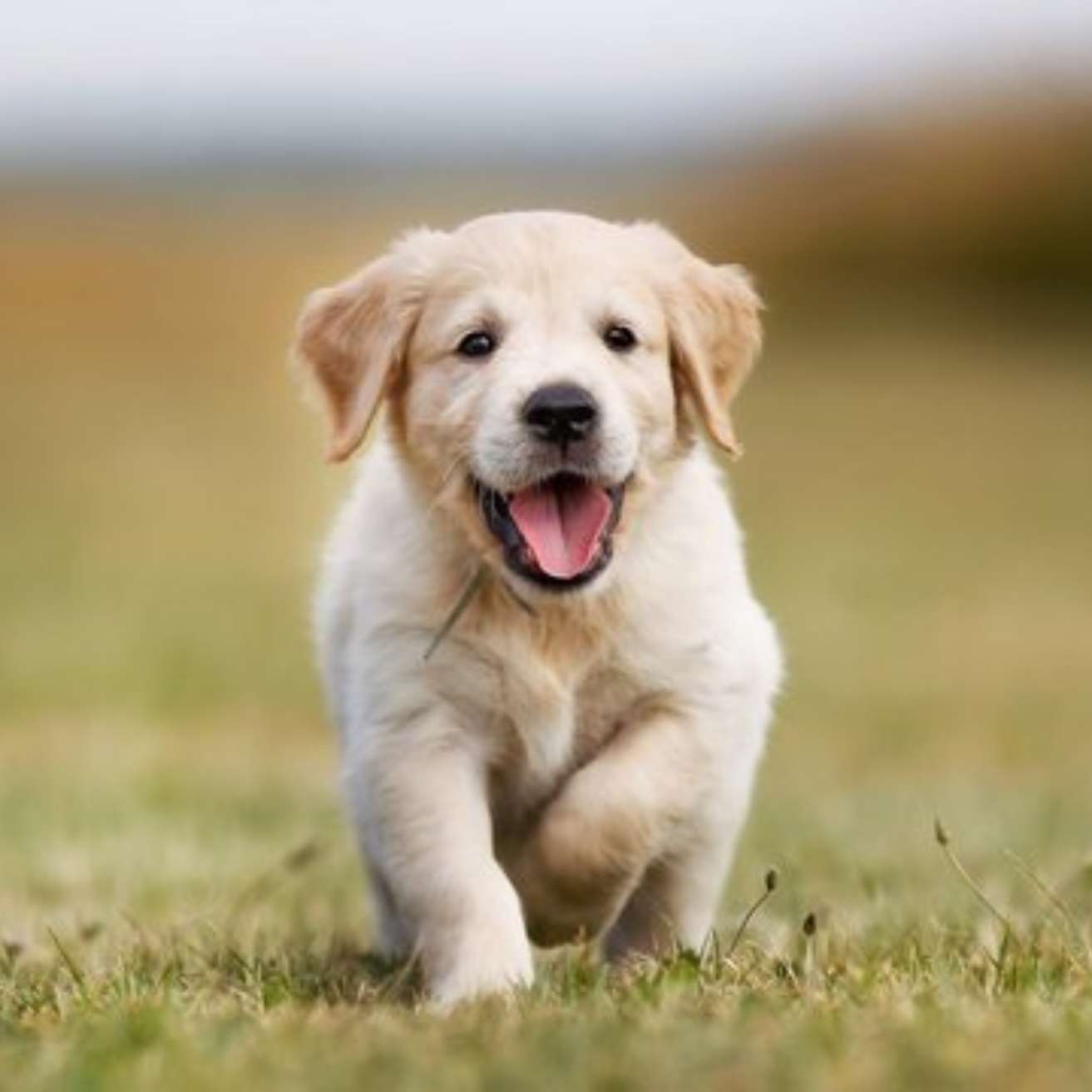 Labrador Puppy