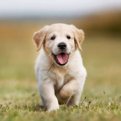 Labrador Puppy