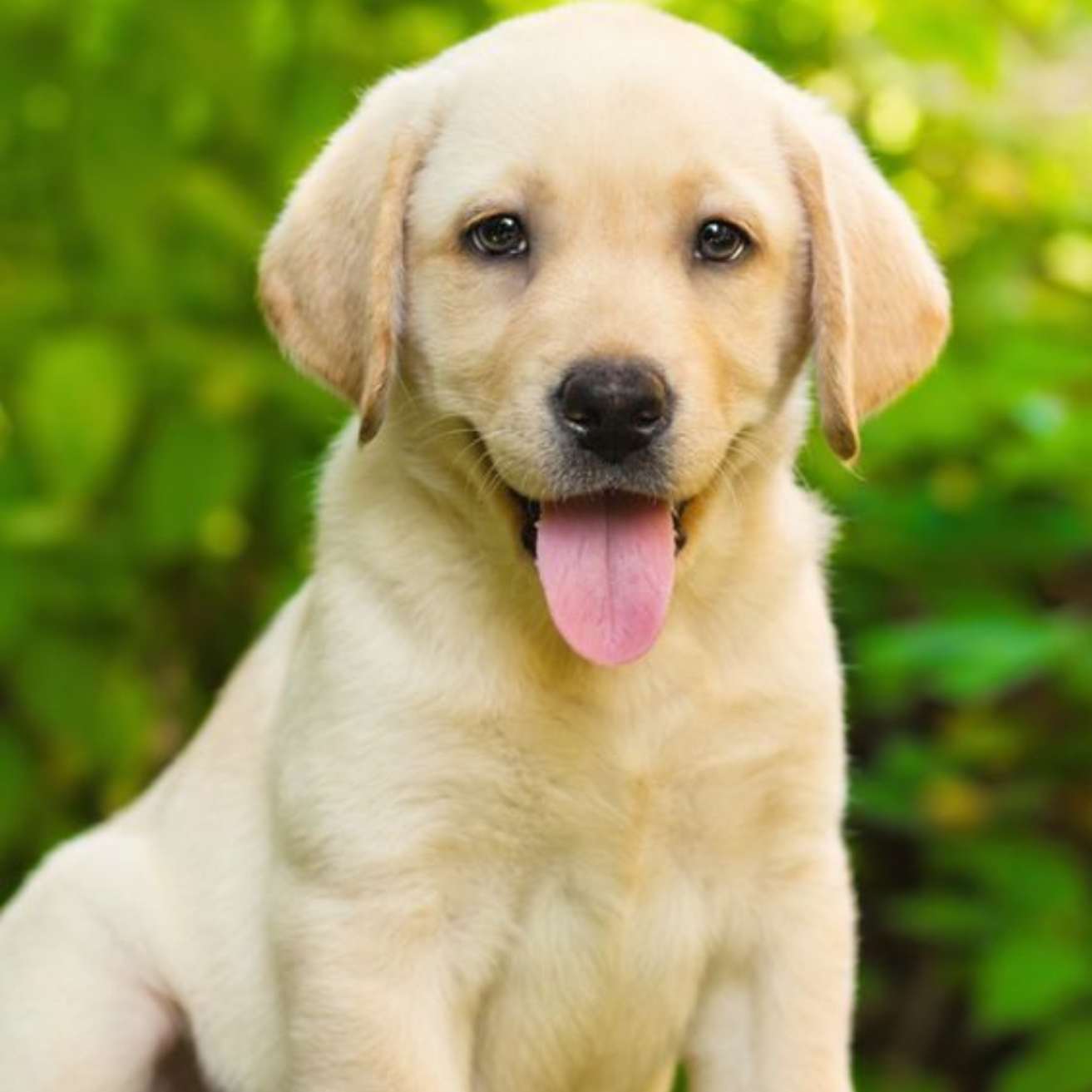 Labrador Puppy