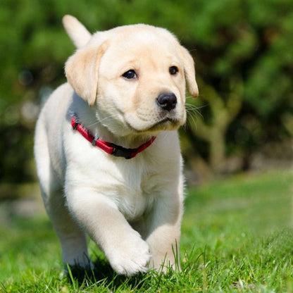 Labrador Puppy