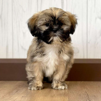 Lhasa Apso Puppy