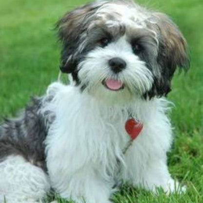 Lhasa Apso Puppy