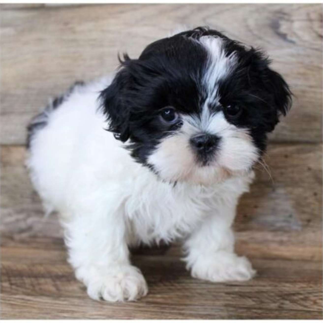 Lhasa Apso Puppy