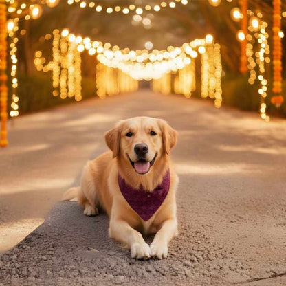 Crimson Charm Chikankari Dog Bandana | Festive & Stylish Pet Wear