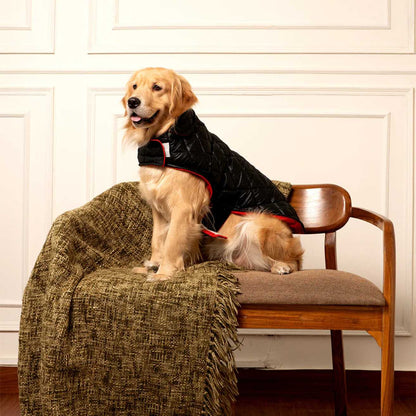 Black Luxe Quilted Pet Jacket with Red Collar | Stylish Winter Coat