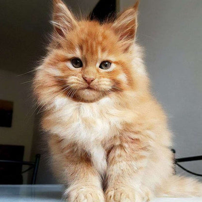 Maine Coon kitten