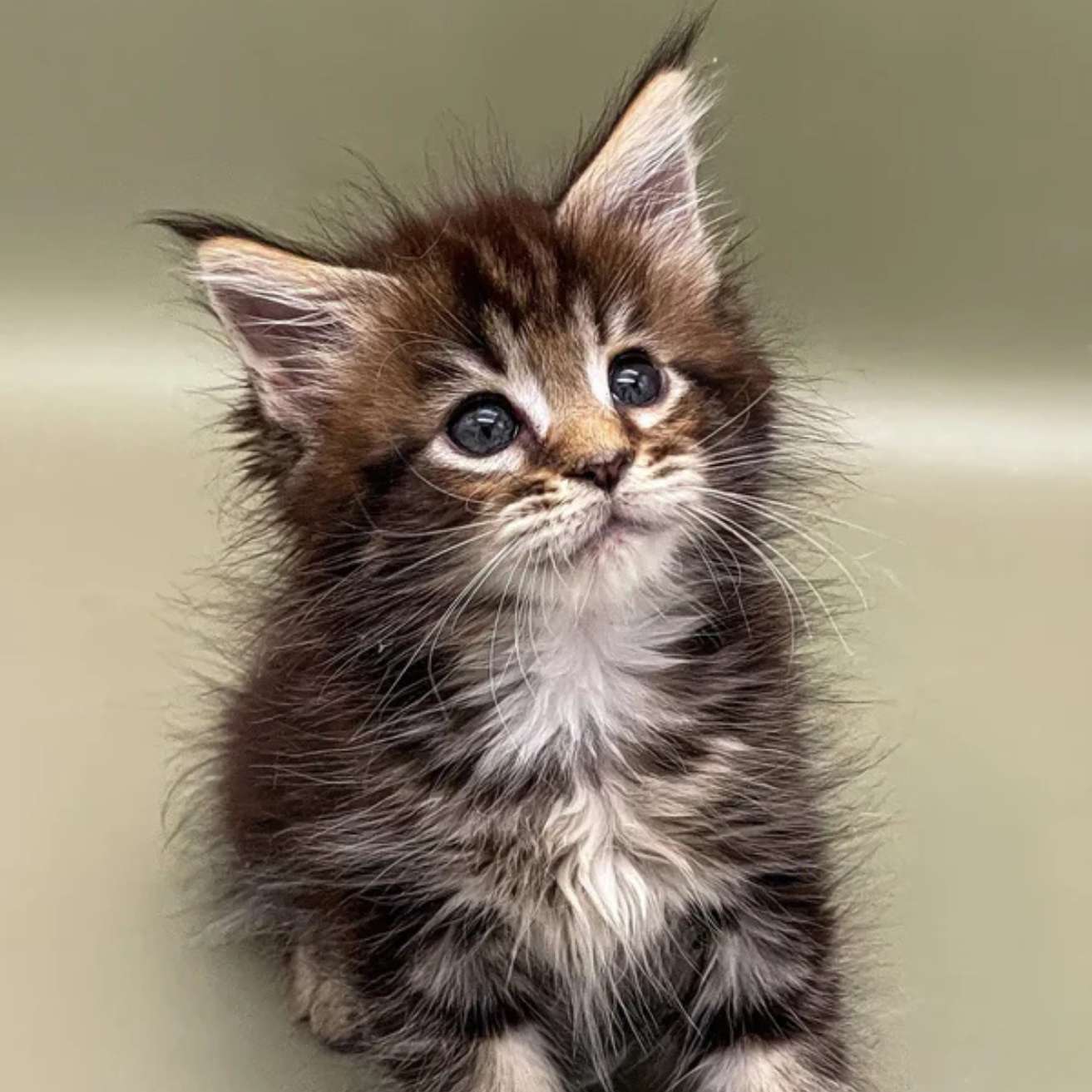 Maine Coon kitten